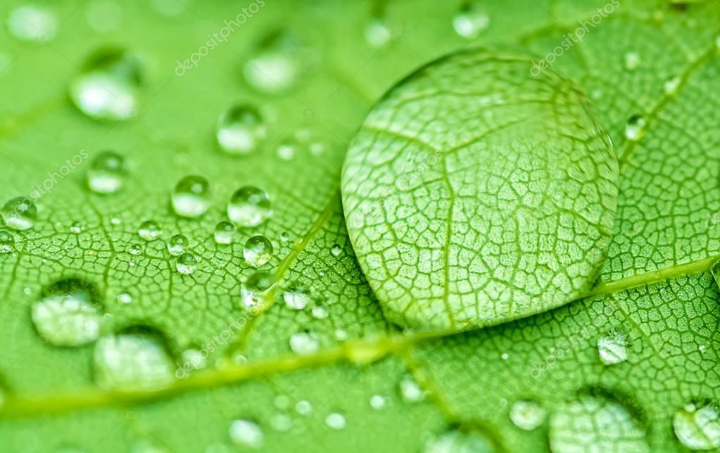 a macro zoom of drop of water on leaf