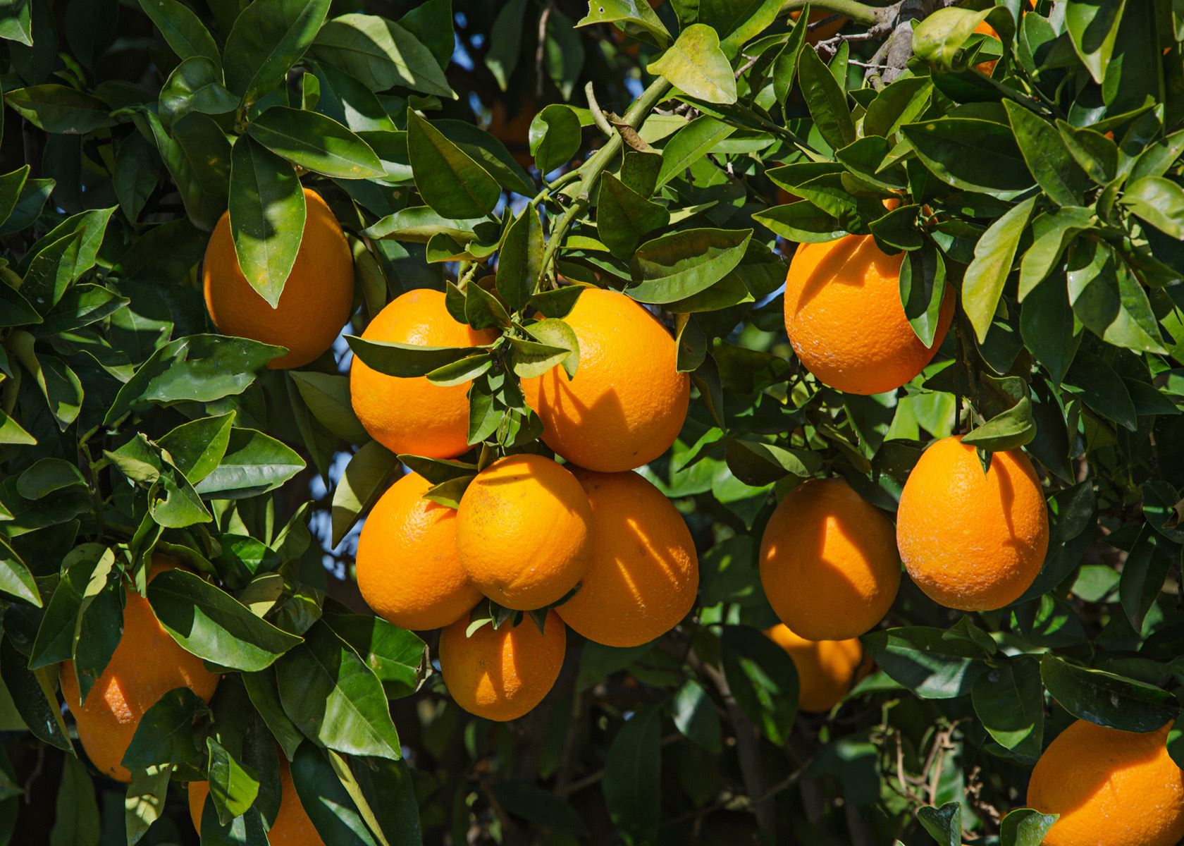 oranges on a tree